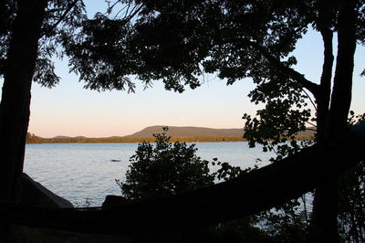 Silhouette trees by lake against sky during sunset