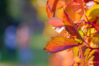 Close-up of leaves during autumn