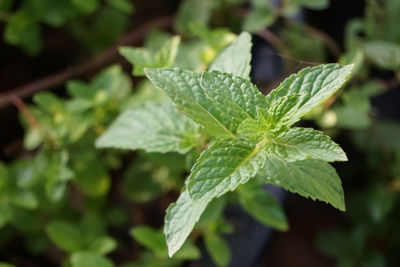 Close-up of wet mint leaves