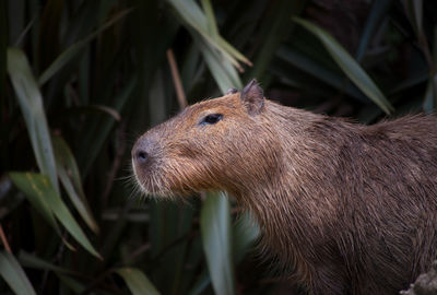 Close-up of an animal on field