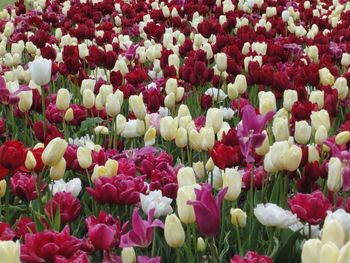 Full frame shot of pink tulips blooming in field