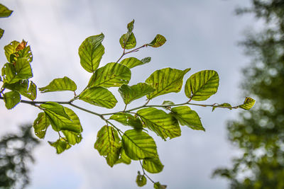 Low angle view of leaves against sky