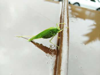 Close-up of insect on leaf