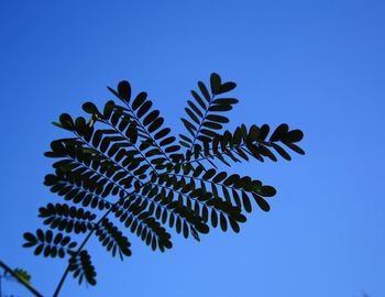 Low angle view of plant against clear blue sky