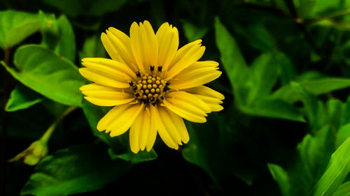 A sunflower looks very charming, also with the green leaves around it makes it even more elegant