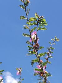 Low angle view of flowering tree against blue sky