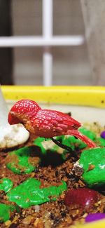 Close-up of mushroom growing on plant