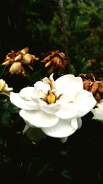 Close-up of white flowers blooming outdoors