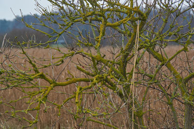 Close-up of bare tree on field