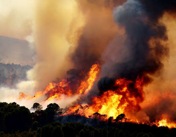 Climate control - a wildfire, the destruction of forests. impact on wildlife and air quality.