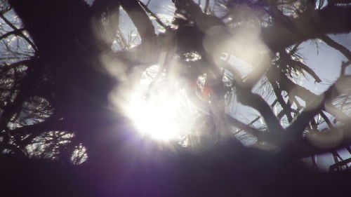 Low angle view of trees against sky