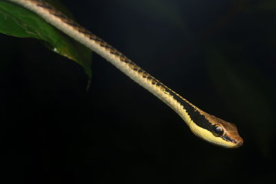 Close-up of a lizard on black background