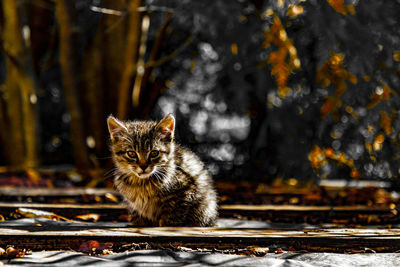 Portrait of cat sitting outdoors