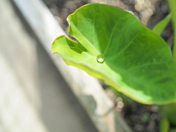 Close-up of water drop on leaf