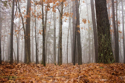 Trees in forest during autumn