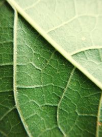 Full frame shot of leaf