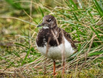 Close-up of a bird on field