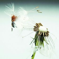 Close-up of flowers against white background