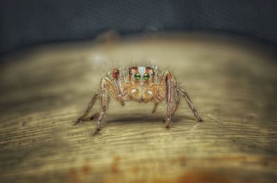 Close-up of spider on wood