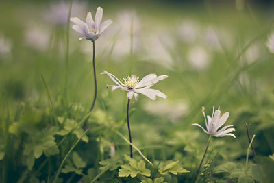 Close-up of flowers