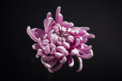 Close-up of pink flower against black background