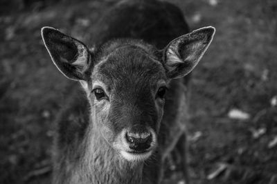 Close-up portrait of deer
