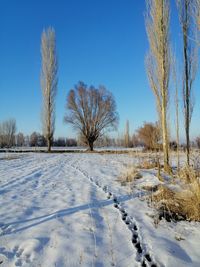 Trees on snow covered field against sky