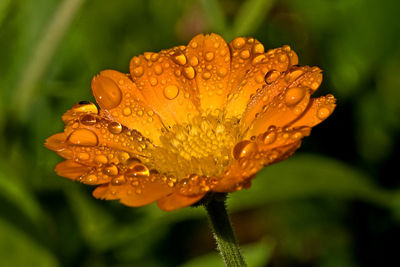 Close-up of wet flower