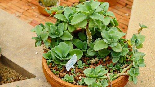 High angle view of potted plants on table