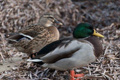 Close-up of mallard duck on field