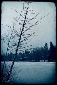 Bare trees in winter