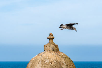 Seagull flying over sea against sky