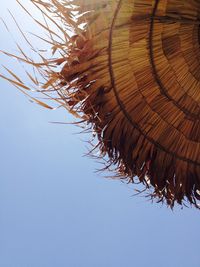 Low angle view of tree against clear sky