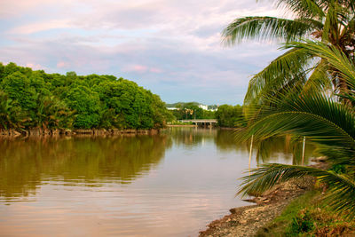 Scenic view of palm trees by lake against sky