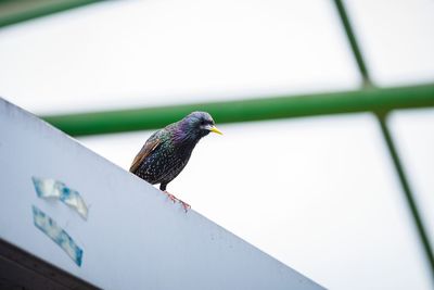 Low angle view of bird perching on roof against sky