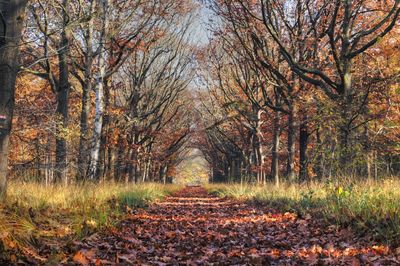 Footpath amidst trees in forest during autumn