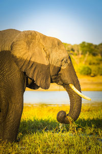 View of elephant on land