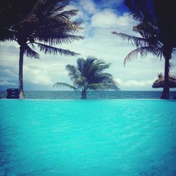 Palm trees on beach