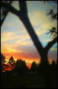 Silhouette trees against sky during sunset