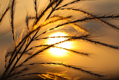 Close-up of crops against sky at sunset