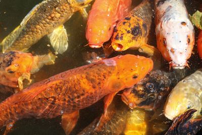 Close-up of koi fish in water