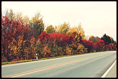 Road along trees