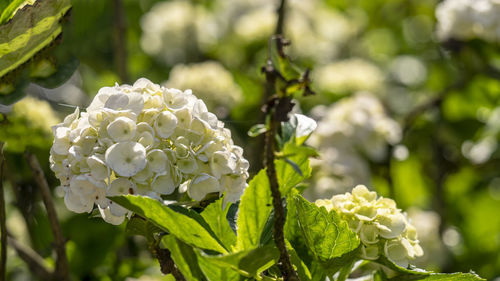 Close-up of white hydrangea flower