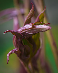 Close-up of raindrops on plant