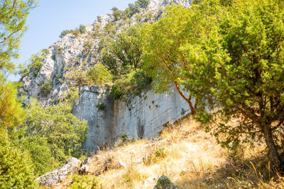 Scenic view of trees on mountain
