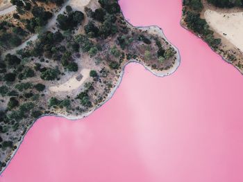 High angle view of coral in sea