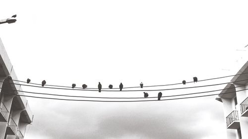 Low angle view of birds perching on power line