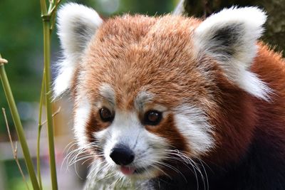 Close-up of an animal