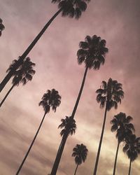 Low angle view of silhouette palm trees against sky