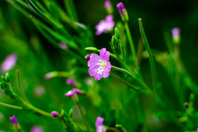 Close-up of pink flowering plant